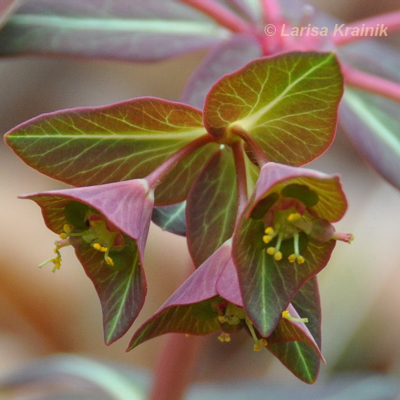 Изображение особи Euphorbia komaroviana.