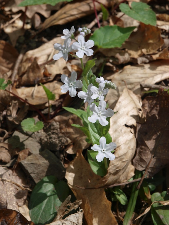 Image of Omphalodes cappadocica specimen.