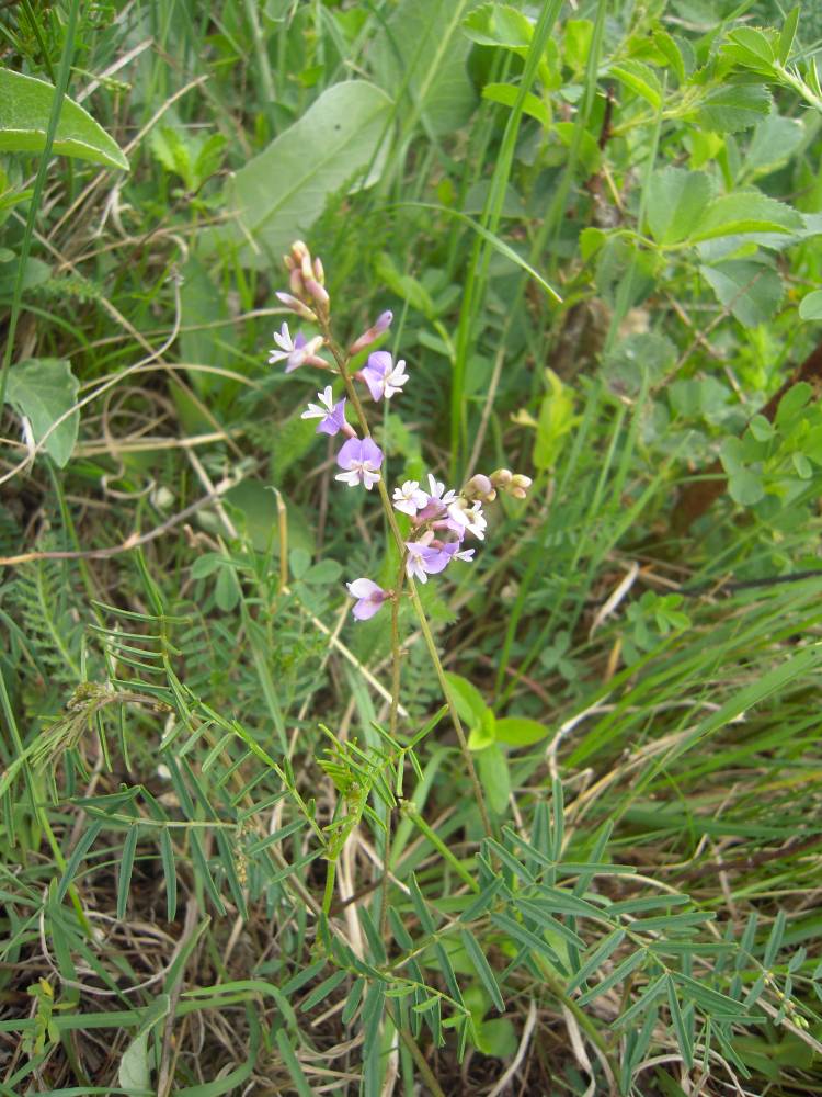 Изображение особи Astragalus austriacus.