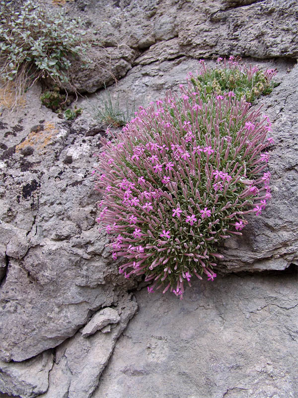 Image of Silene meyeri specimen.