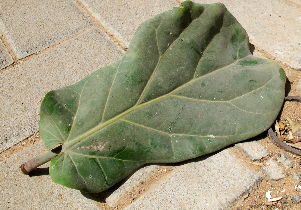 Image of Ficus lyrata specimen.