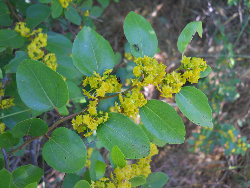 Image of Paliurus spina-christi specimen.