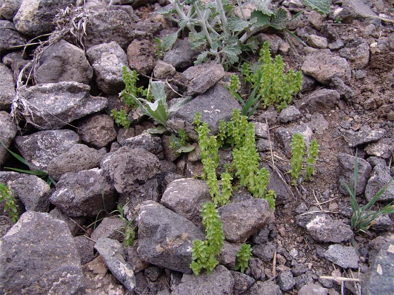 Изображение особи Cruciata articulata.