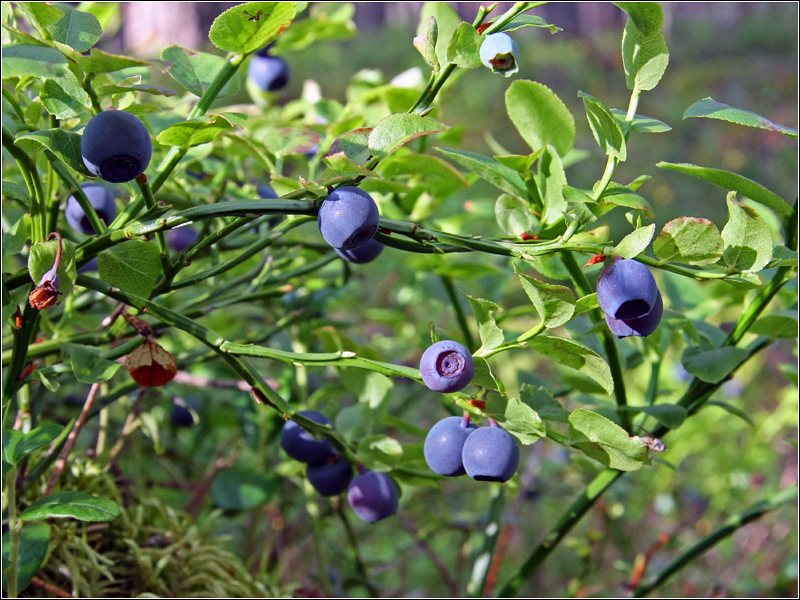 Image of Vaccinium myrtillus specimen.