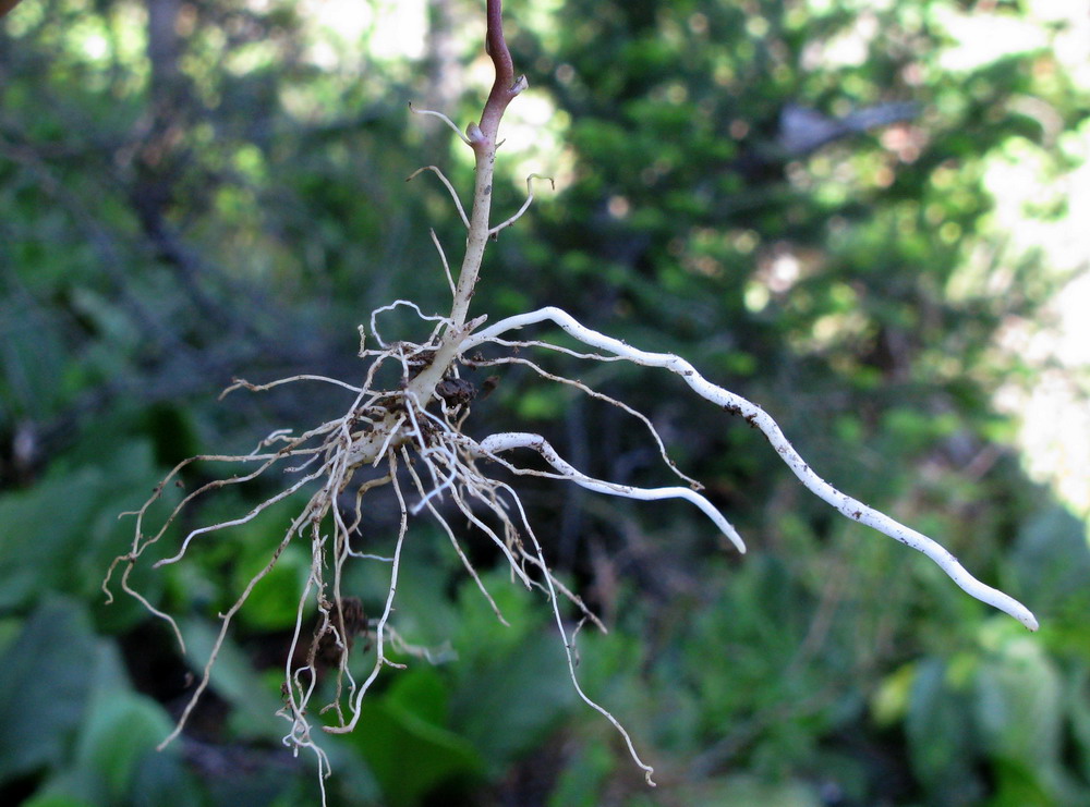 Image of Trientalis arctica specimen.