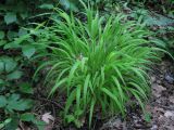 Brachypodium sylvaticum