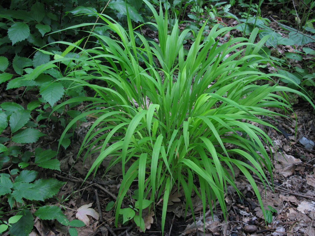 Image of Brachypodium sylvaticum specimen.