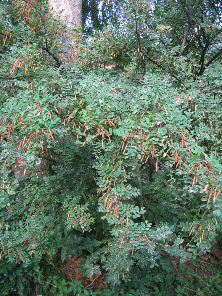 Image of Caragana arborescens specimen.