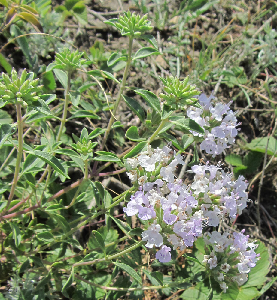 Image of Ziziphora clinopodioides specimen.