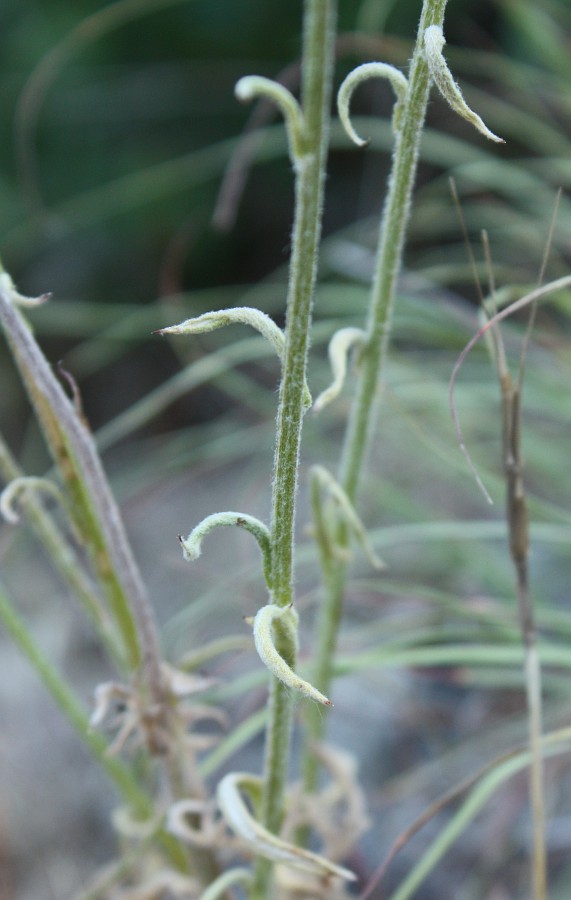 Image of Jurinea roegneri specimen.