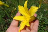 Hemerocallis minor