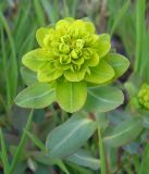 Euphorbia agraria