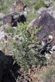 Cousinia minkwitziae. Растение с соцветиями в стадии бутонизации. Южный Казахстан, хр. Боролдайтау, горы Караулен, гора Карабас; высота 1100 м н.у.м. 08.05.2012.
