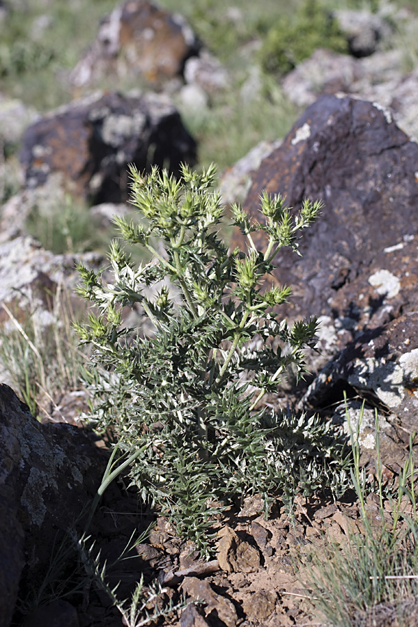 Image of Cousinia minkwitziae specimen.