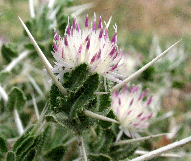 Image of Centaurea belangeriana specimen.