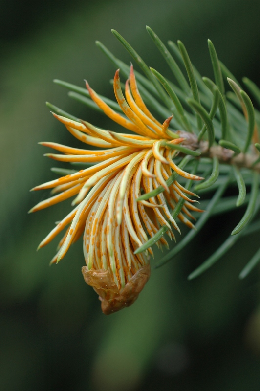 Изображение особи Picea schrenkiana.