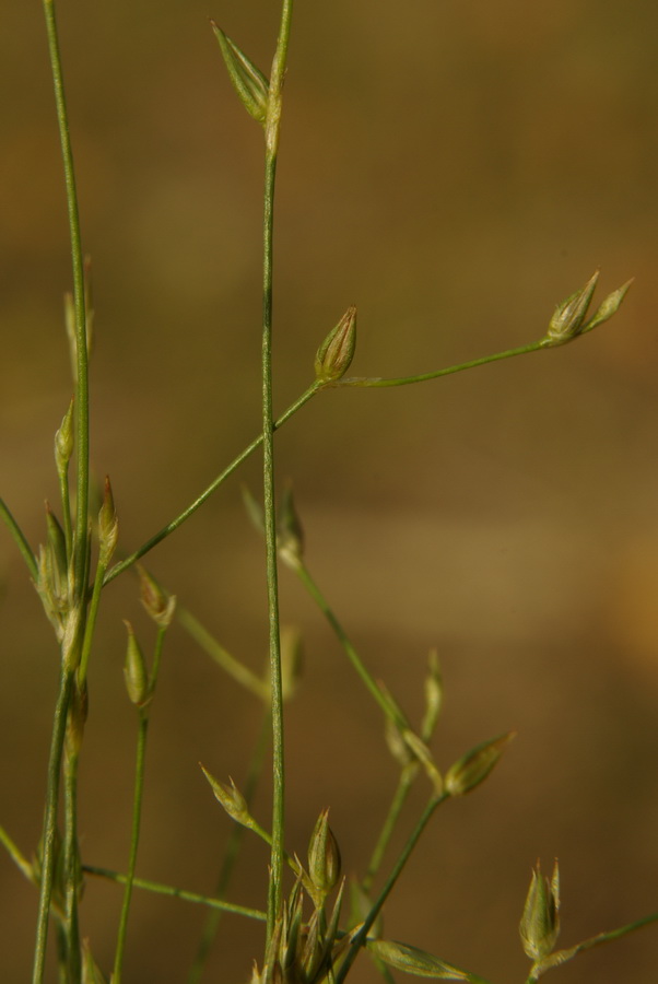 Image of Juncus sphaerocarpus specimen.