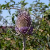 Dipsacus fullonum. Соцветие. Испания, автономное сообщество Кастилия и Леон, провинция Бургос, комарка Альфос-де-Бургос, окрестности г. Бургос, возле зарослей кустарников. 18.07.2012.