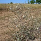 Centaurea diffusa. Цветущее растение. Ростовская обл., Неклиновский р-н, Троицкое с/п, балка. 19.07.2012.