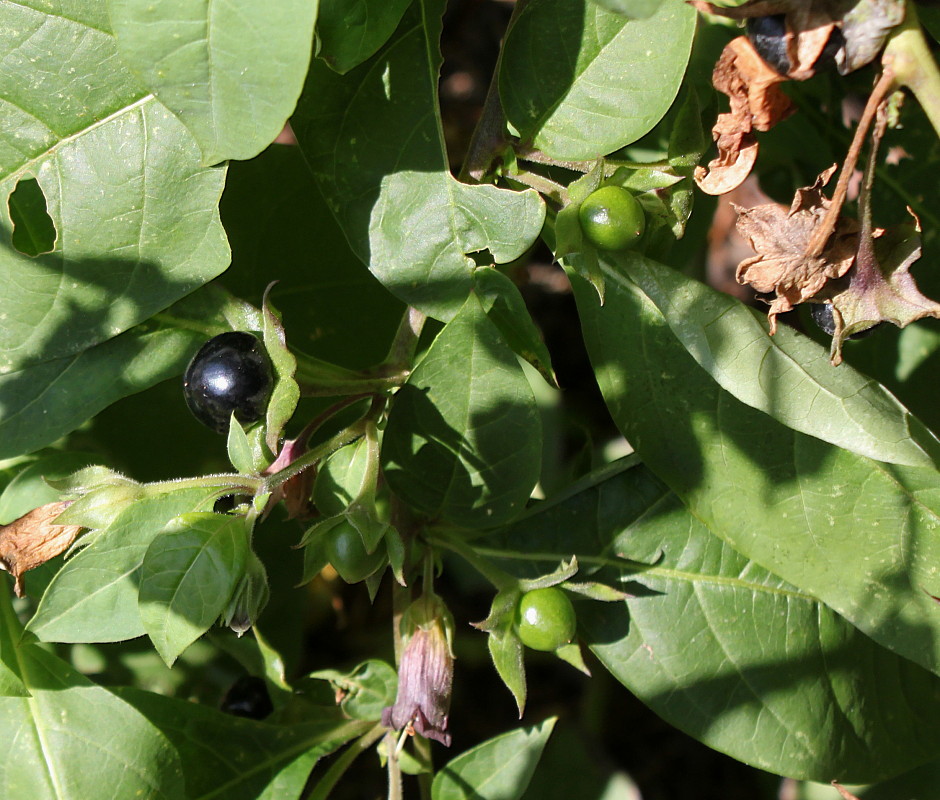 Image of Atropa bella-donna specimen.