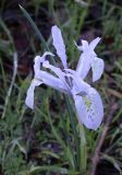 Iridodictyum histrio