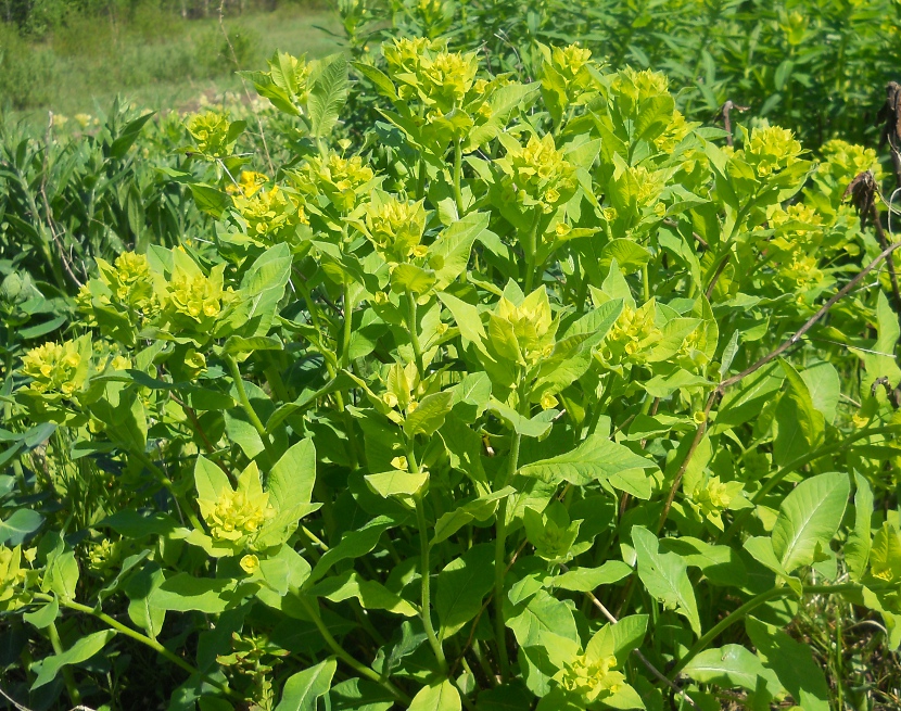 Изображение особи Euphorbia squamosa.