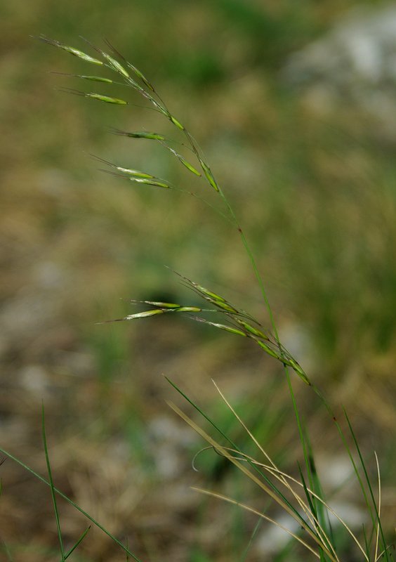 Image of Helictotrichon desertorum specimen.