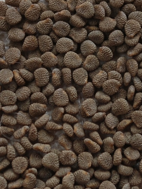 Image of Hyoscyamus niger specimen.