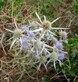 Eryngium amethystinum. Верхушка цветущего растения (вид сверху). Хорватия, Истрия, пос. Баньоле, опушка небольшого леса у дороги. 03.09.2012.