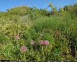 Allium tel-avivense