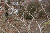 Hamamelis × intermedia. Часть кроны отцветающето растения. Германия, г. Кемпен, в парке. 28.03.2013.