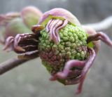 Sambucus racemosa