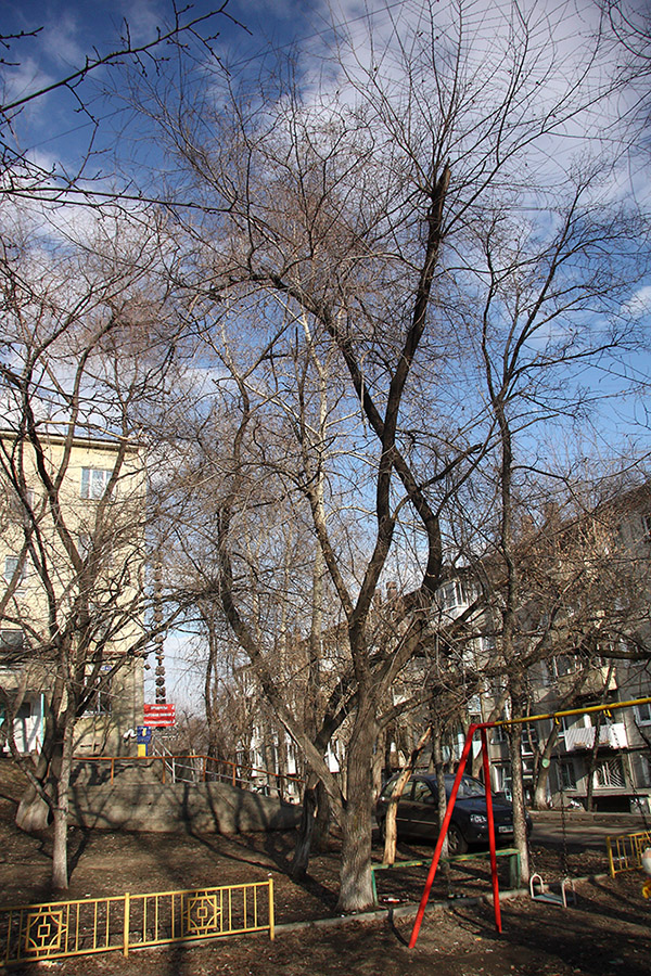 Изображение особи Ulmus pumila.