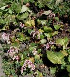 Bergenia crassifolia