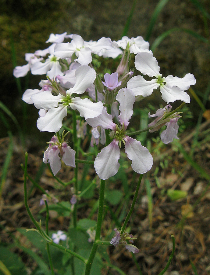 Image of Hesperis steveniana specimen.