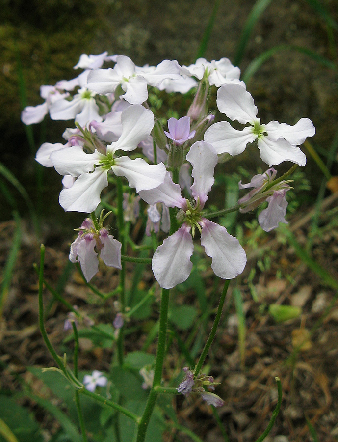 Изображение особи Hesperis steveniana.