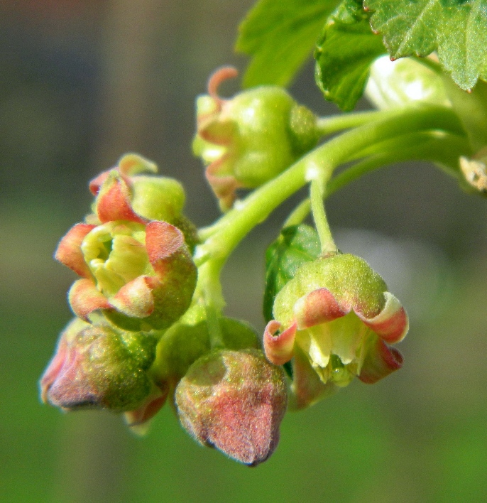 Image of Ribes nigrum specimen.