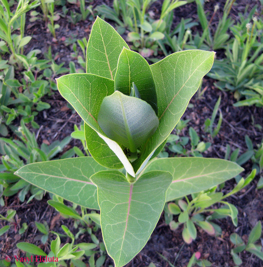 Image of Asclepias syriaca specimen.