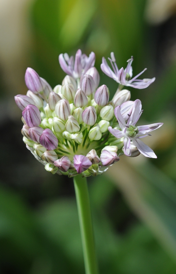 Изображение особи Allium quercetorum.