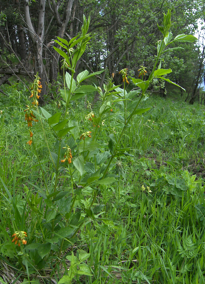 Изображение особи Lathyrus aureus.