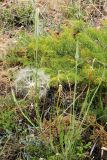 Tragopogon turkestanicus. Плодоносящее растение. Узбекистан, Ташкентская обл., зап. отроги Чаткальского хр., гора Малый Чимган. 13.06.2013.