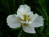 Anemone sylvestris