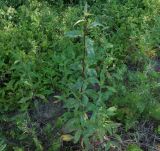 Picris hieracioides