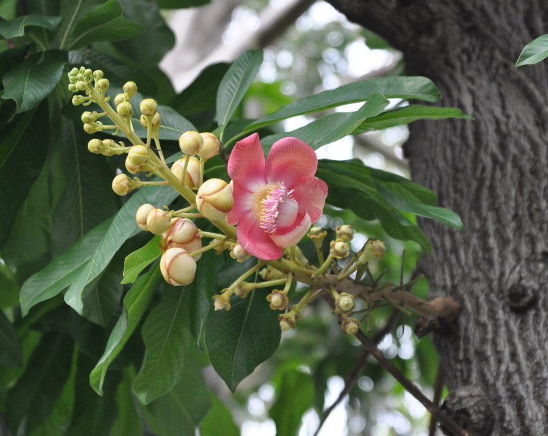 Image of Couroupita guianensis specimen.