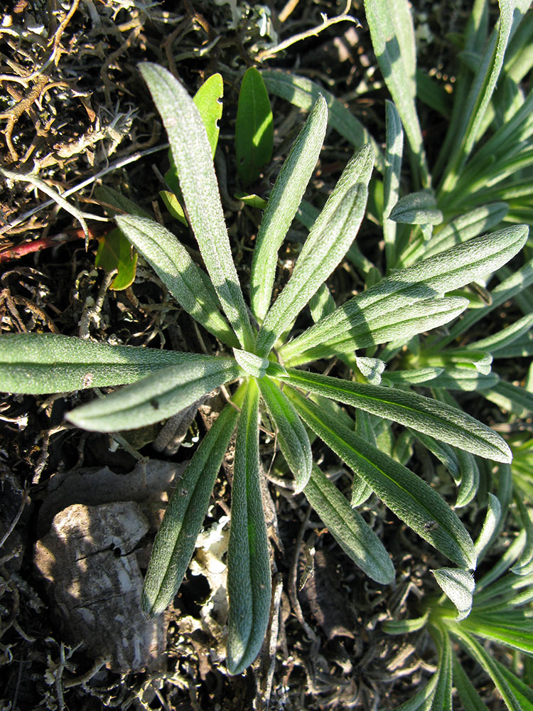 Image of Onosma taurica specimen.