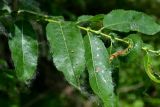 Salix triandra