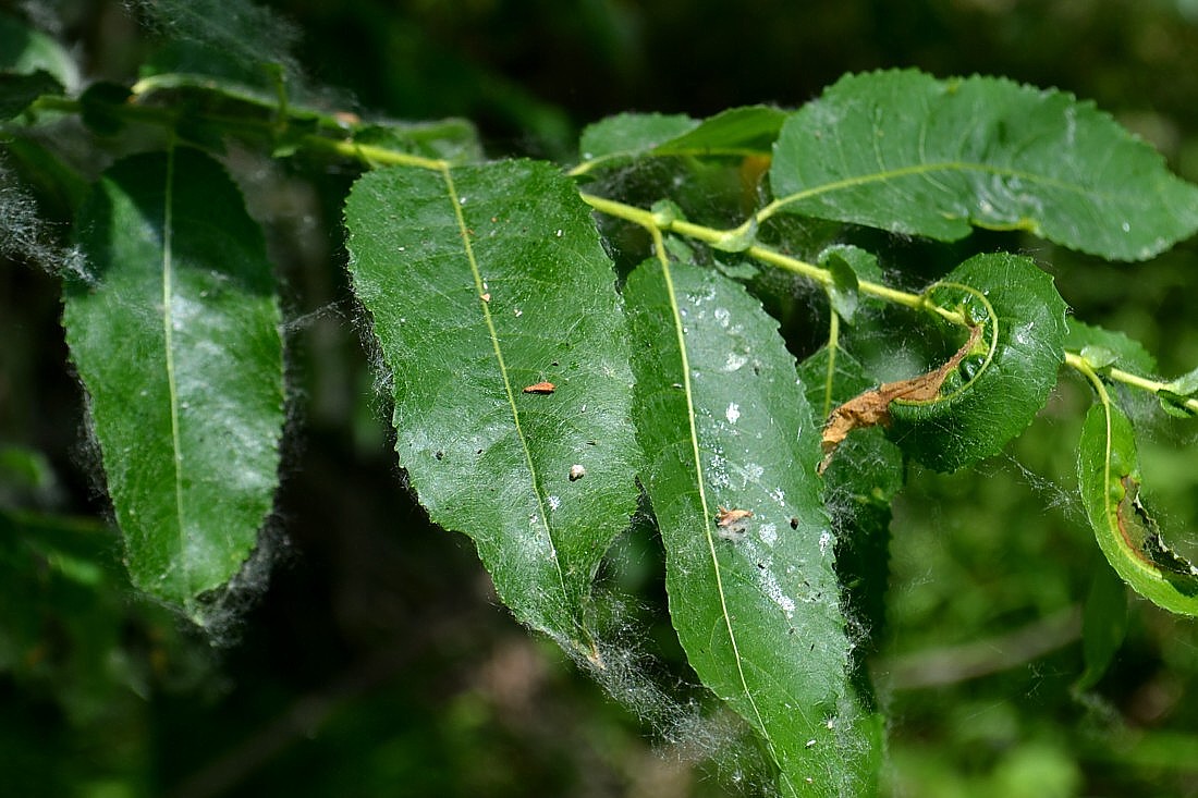Image of Salix triandra specimen.