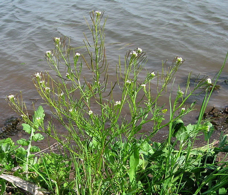 Image of Cardamine parviflora specimen.