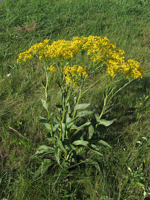Изображение особи Senecio macrophyllus.