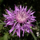 Centaurea jacea. Соцветие. Ростовская обл., дельта Дона, Азовский р-н, окр. хутора Донской. 24.07.2012.